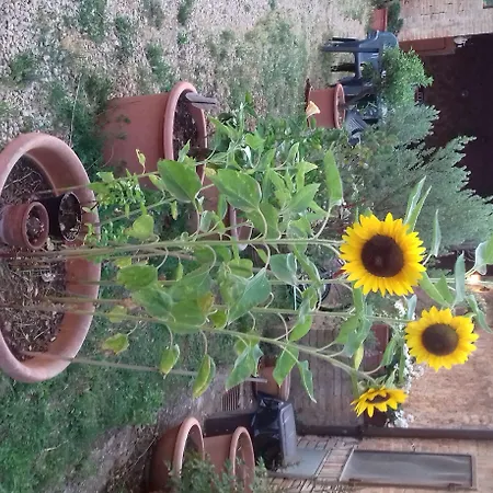 Podere Ficareto Farm Pensjonat Ancaiano